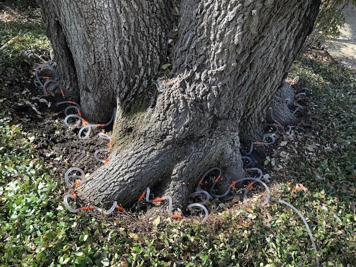Detailed Tree Cabling and Bracing job site in Glen Mills