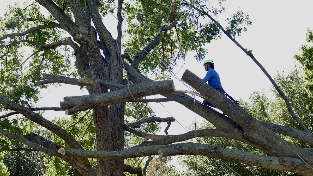 Professional Crown Thinning performed by certified arborists in Glen Mills