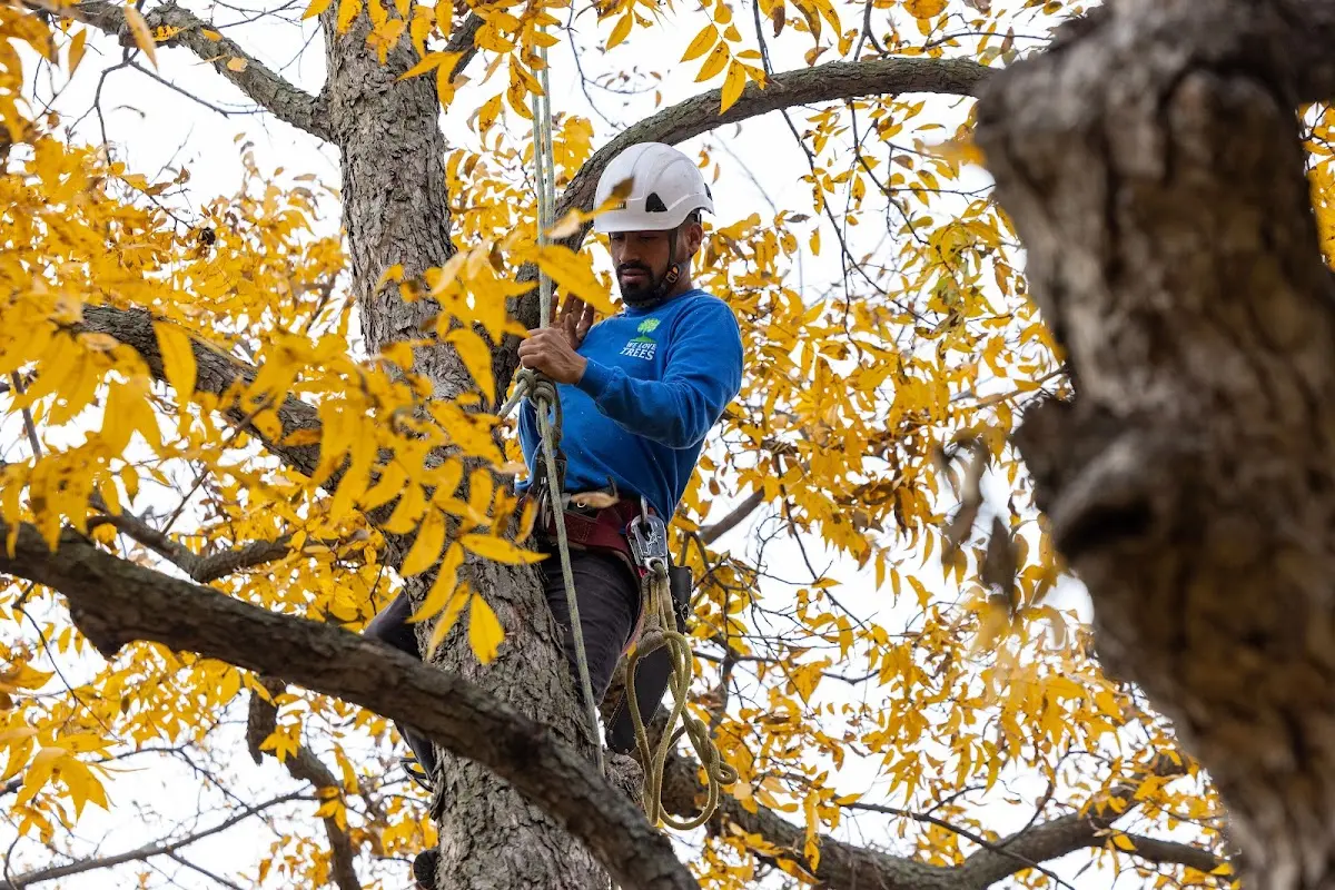 Skilled Tree Pruning crew working in Glen Mills