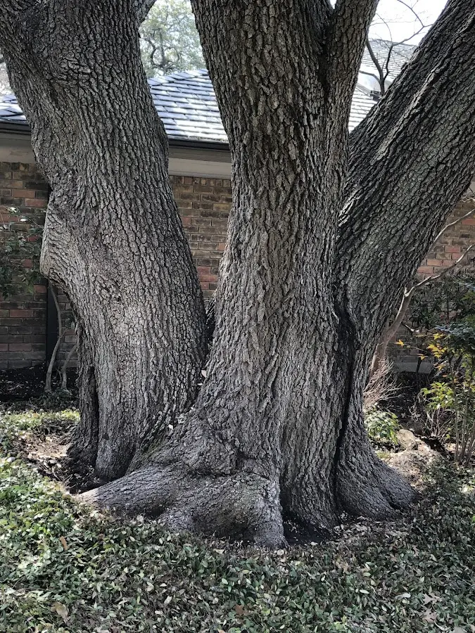 Mature heritage tree close to a Glen Mills property cared for by certified arborists